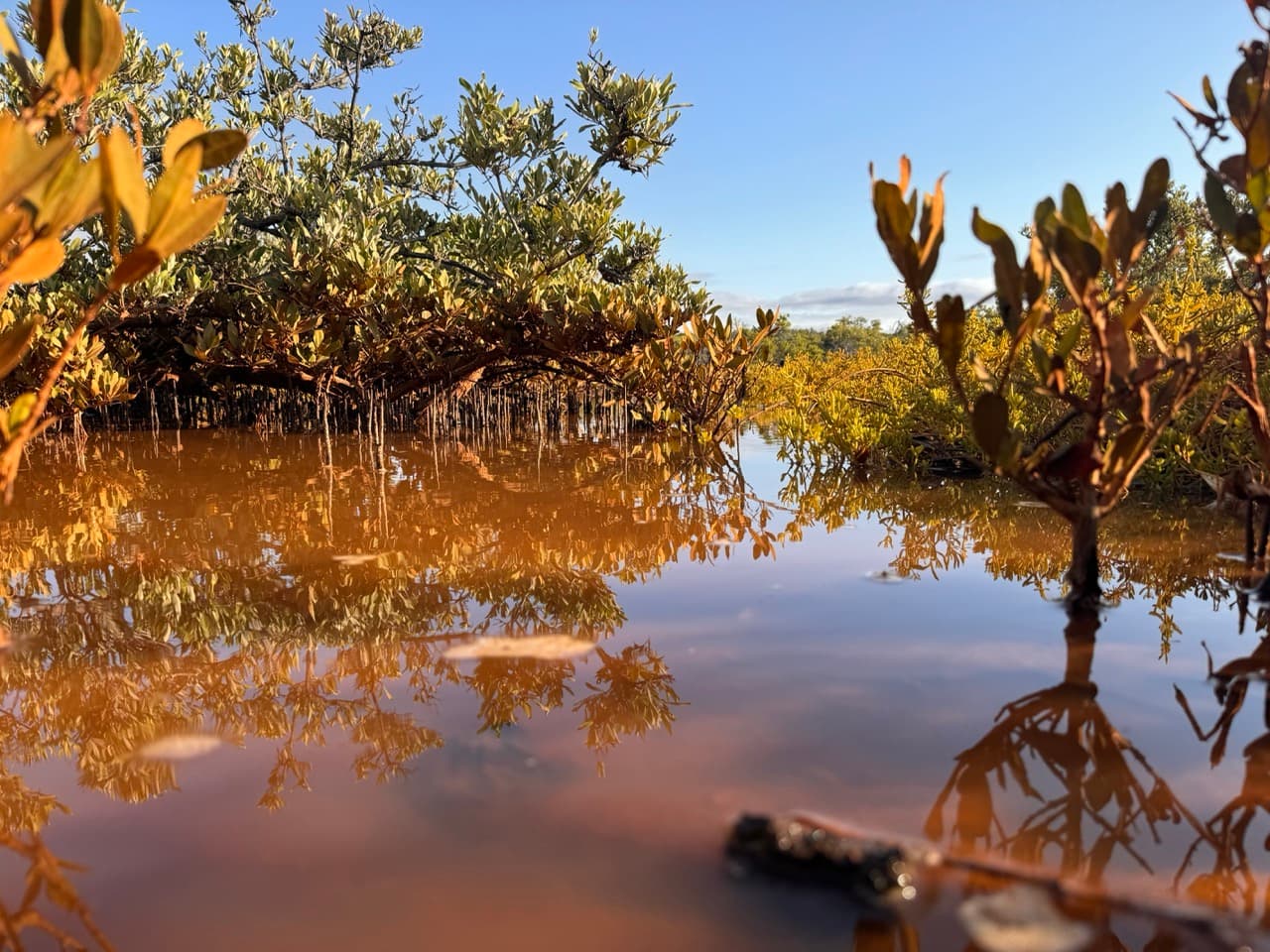 vegetación y mar en Playa Roja