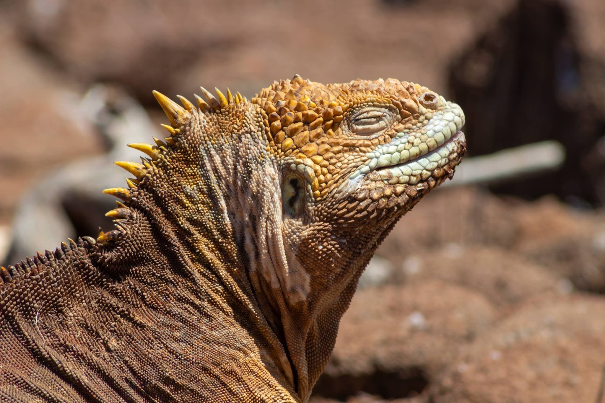Land Iguana - Galapagos