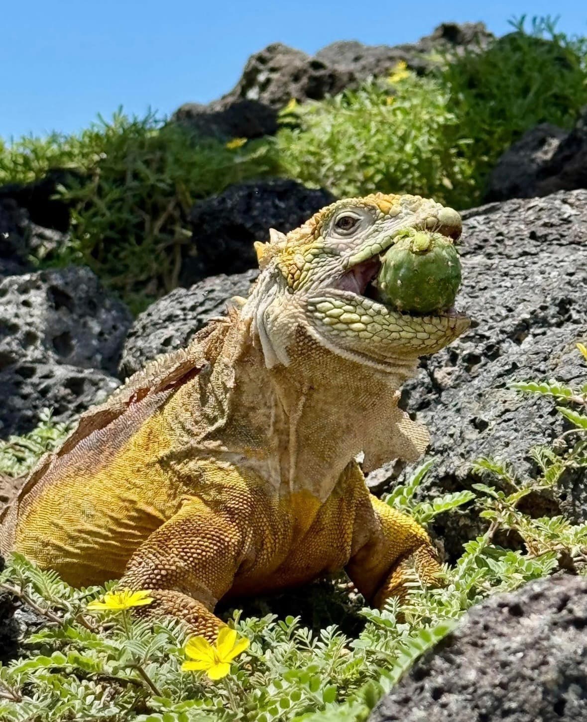 Land Iguana eating cactus